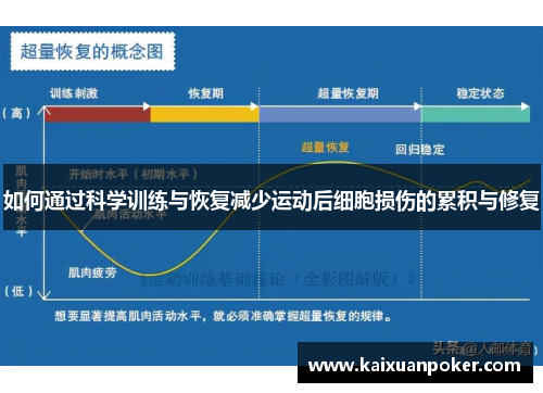 如何通过科学训练与恢复减少运动后细胞损伤的累积与修复