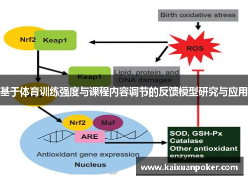 基于体育训练强度与课程内容调节的反馈模型研究与应用