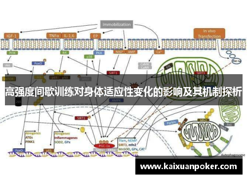 高强度间歇训练对身体适应性变化的影响及其机制探析